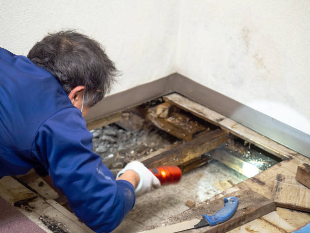 Best Mold Testing  in Cypress Quarters, FL