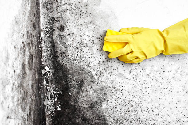Mold Testing and Removal in Cypress Quarters, FL