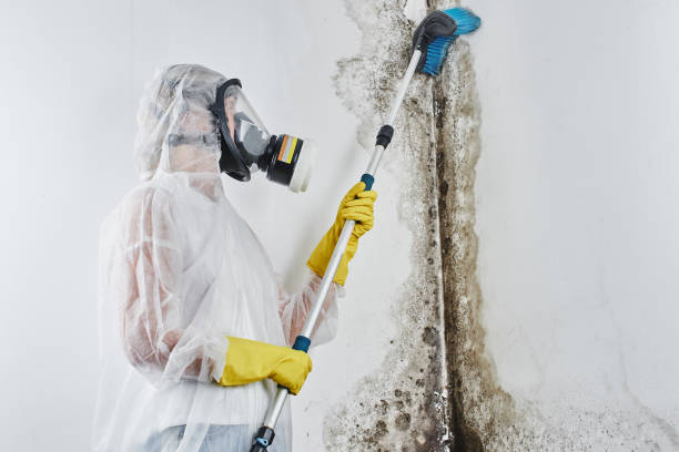 Best Residential Mold Removal  in Cypress Quarters, FL