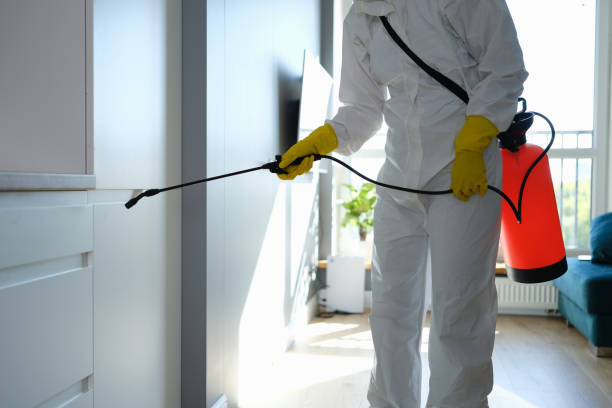 Mold Removal Process in Cypress Quarters, FL