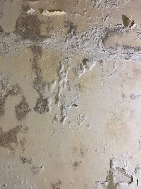 Best Mold Removal Near Me  in Cypress Quarters, FL