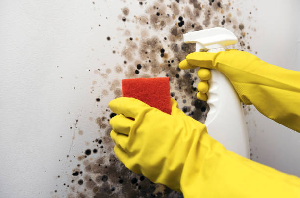 Best Mold Damage Repair  in Cypress Quarters, FL