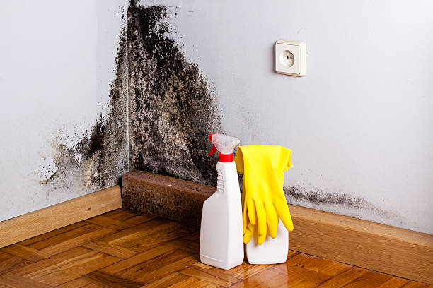 Best Best Mold Removal Companies  in Cypress Quarters, FL