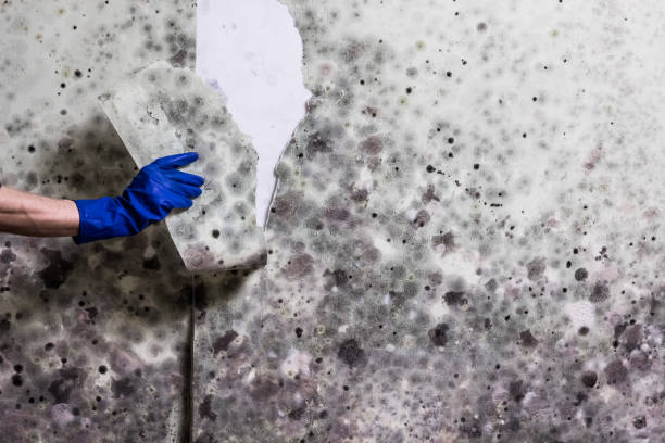 Office Mold Removal Services in Cypress Quarters, FL