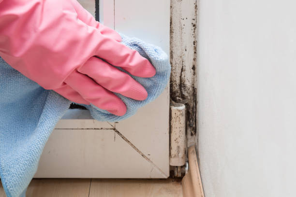 Best Toxic Mold Removal  in Cypress Quarters, FL